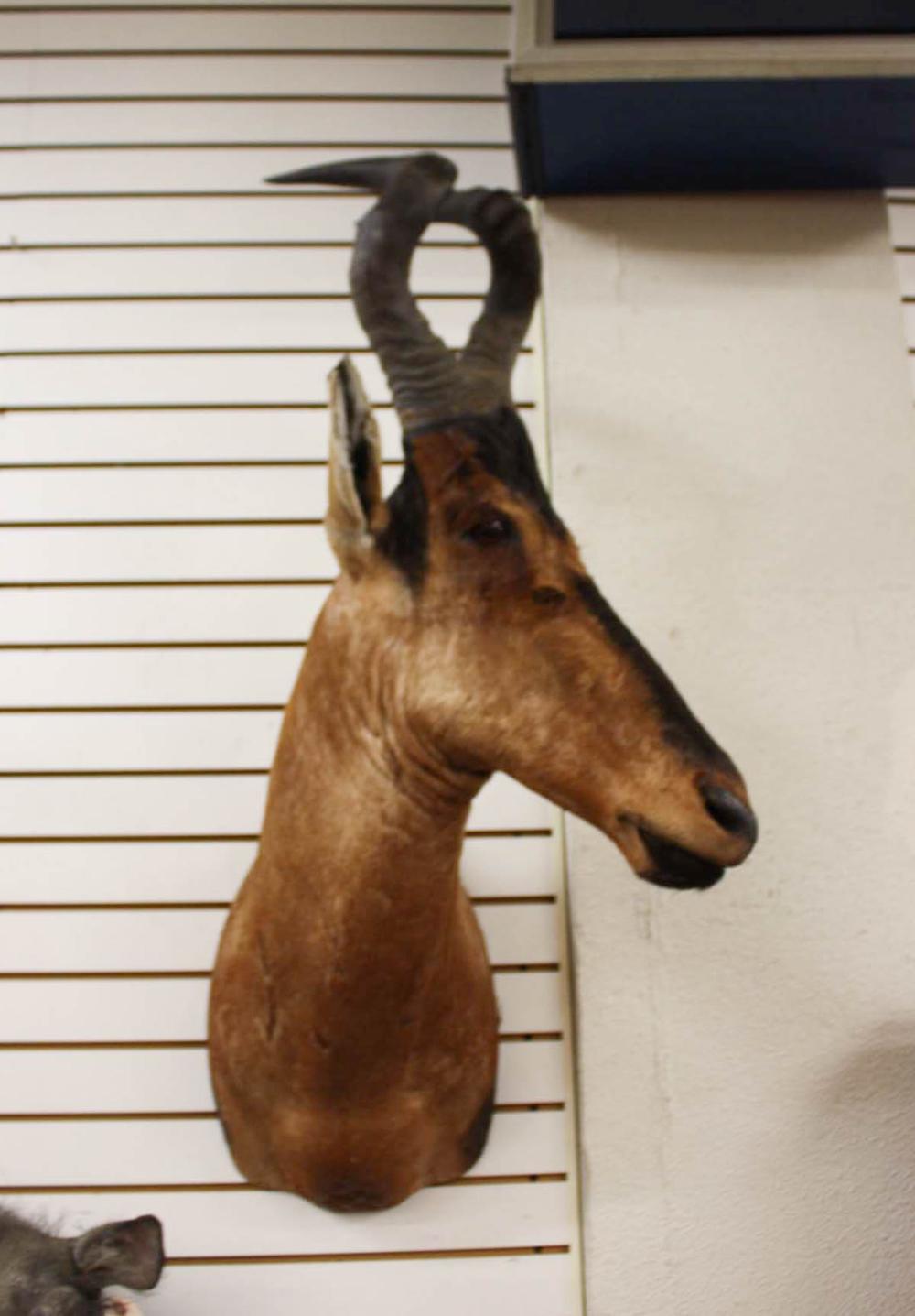 Appraisal: AFRICAN RED HARTEBEEST TAXIDERMY MOUNT a large head shoulder antelope