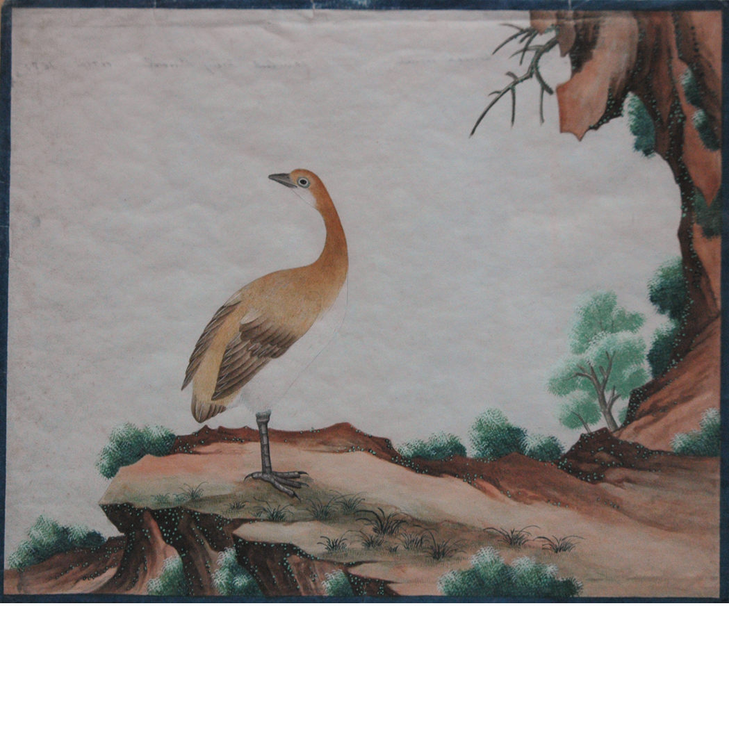 Appraisal: Chinese Export School th th Century Exotic Birds Two Watercolor