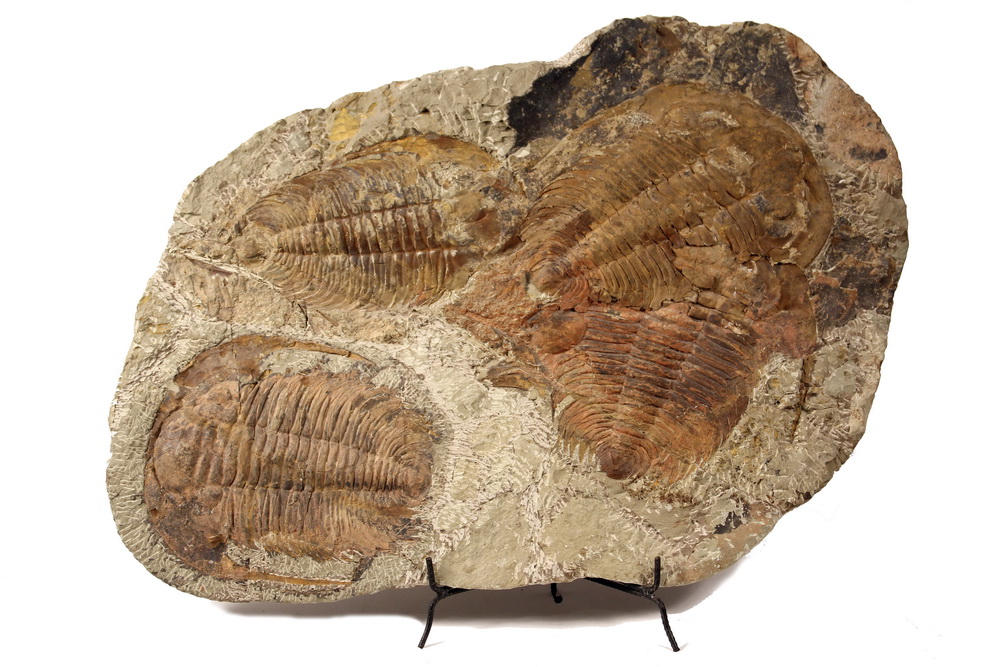 Appraisal: MONUMENTAL FOSSIL GROUPING - Assemblage of Four Massive Trilobites on