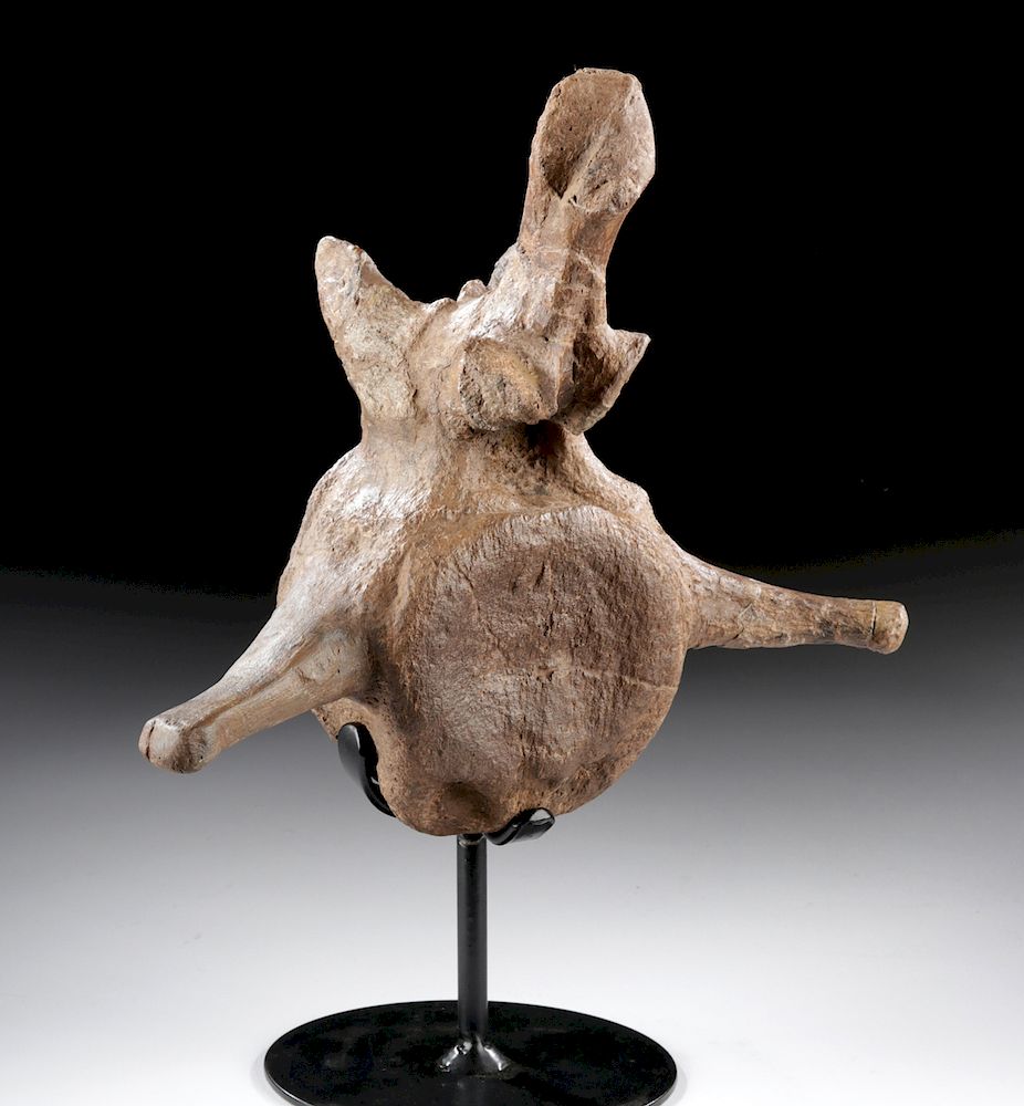 Appraisal: Fossilized Triceratops Vertebra Late Cretaceous Period North America South Dakota