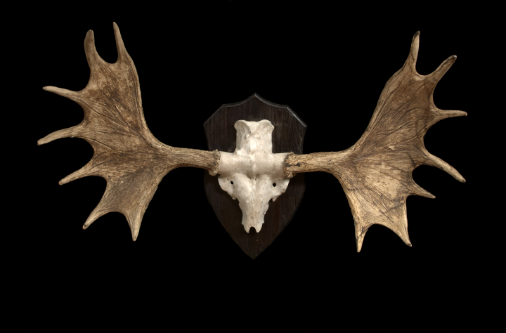 Appraisal: Large Pine-Mounted Pair of Moose Antlers the stained pine backplate