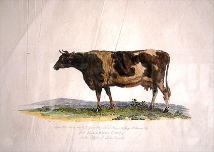 Appraisal: FOUR HAND-COLORED BOVINE PRINTS Published London by G Garrard Agricultural