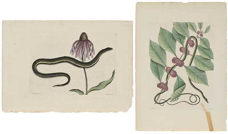 Appraisal: Mark Catesby British - Two snake plates T Caecilia Maculata