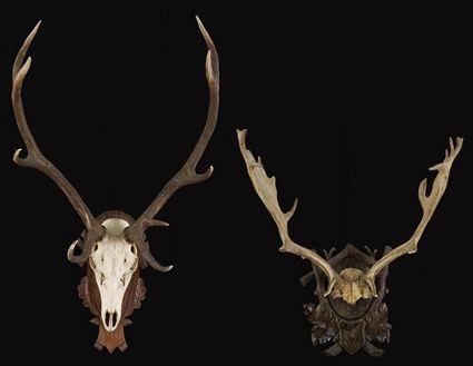 Appraisal: PAIR OF STAG'S HEAD SKELETON TROPHIES AND A PAIR OF