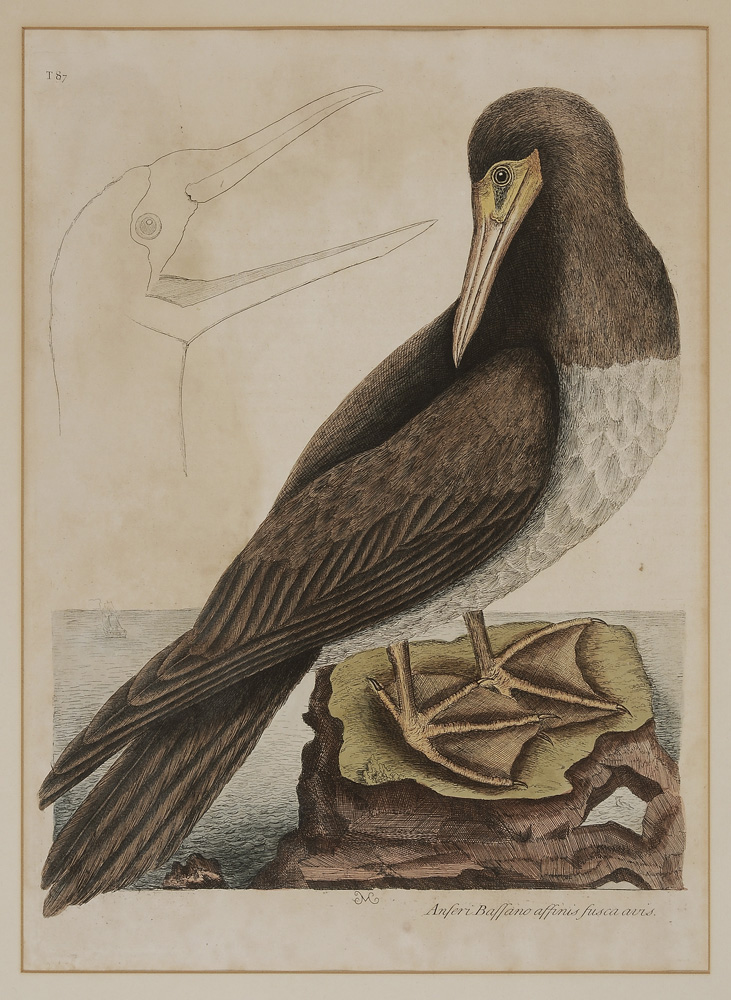 Appraisal: Mark Catesby British - Brown Booby T from The Natural