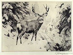 Appraisal: Carl Rungius Mule Deeretching and drypoint x plate in