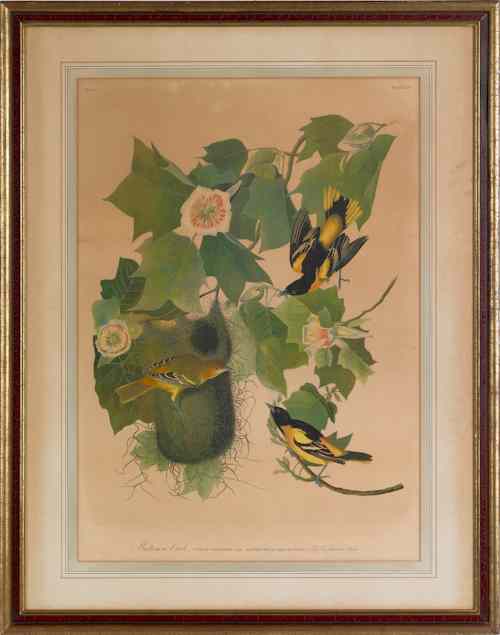 Appraisal: After John James Audubon Bien edition lithograph of Baltimore Oriole