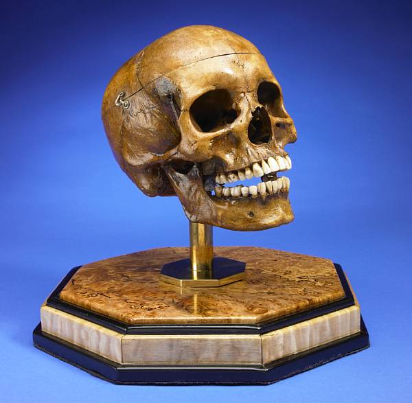 Appraisal: Human skull for medical studies Measures x x in