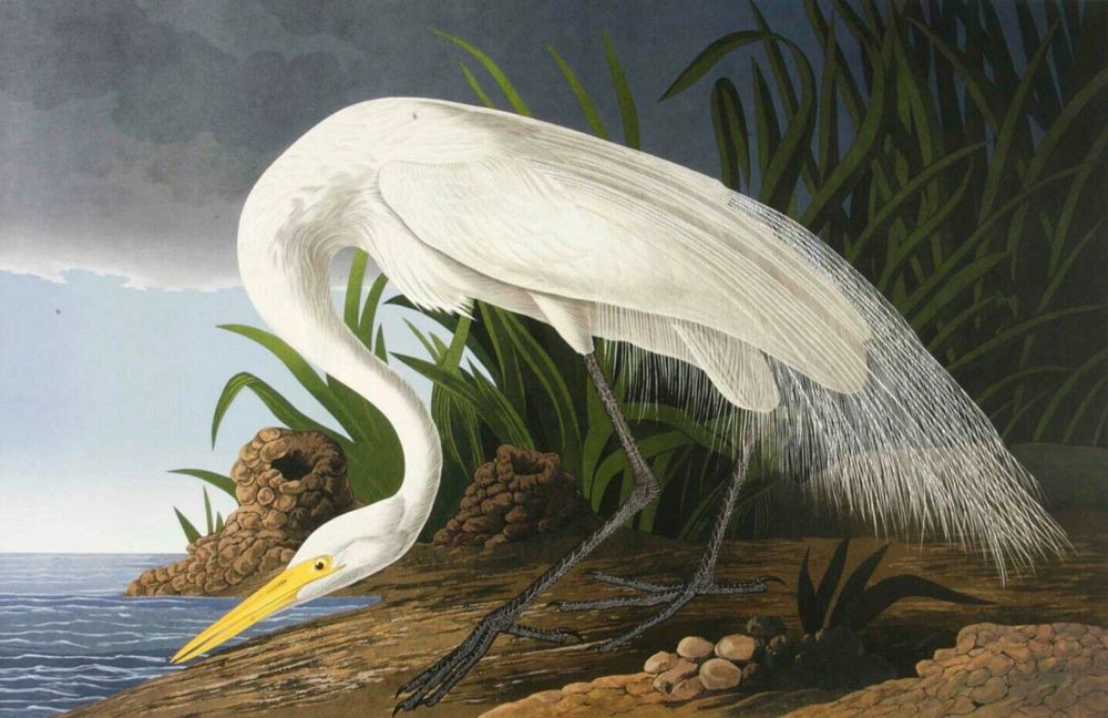 Appraisal: Audubon Snowy Egret by Bernard Loates A limited edition M