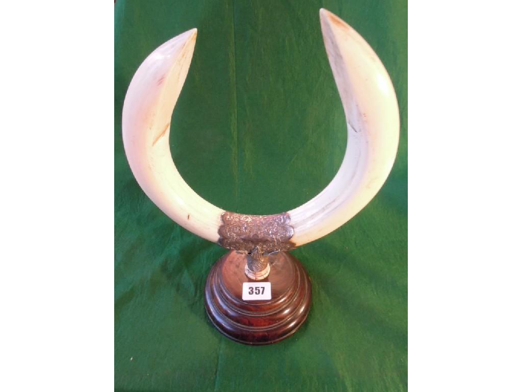 Appraisal: An Indian trophy incorporating two tusks probably wart hogs with