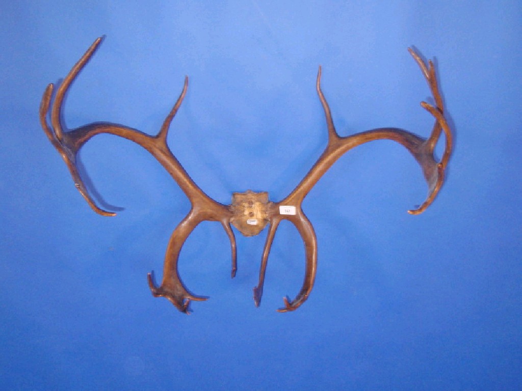 Appraisal: A mounted pair of antlers