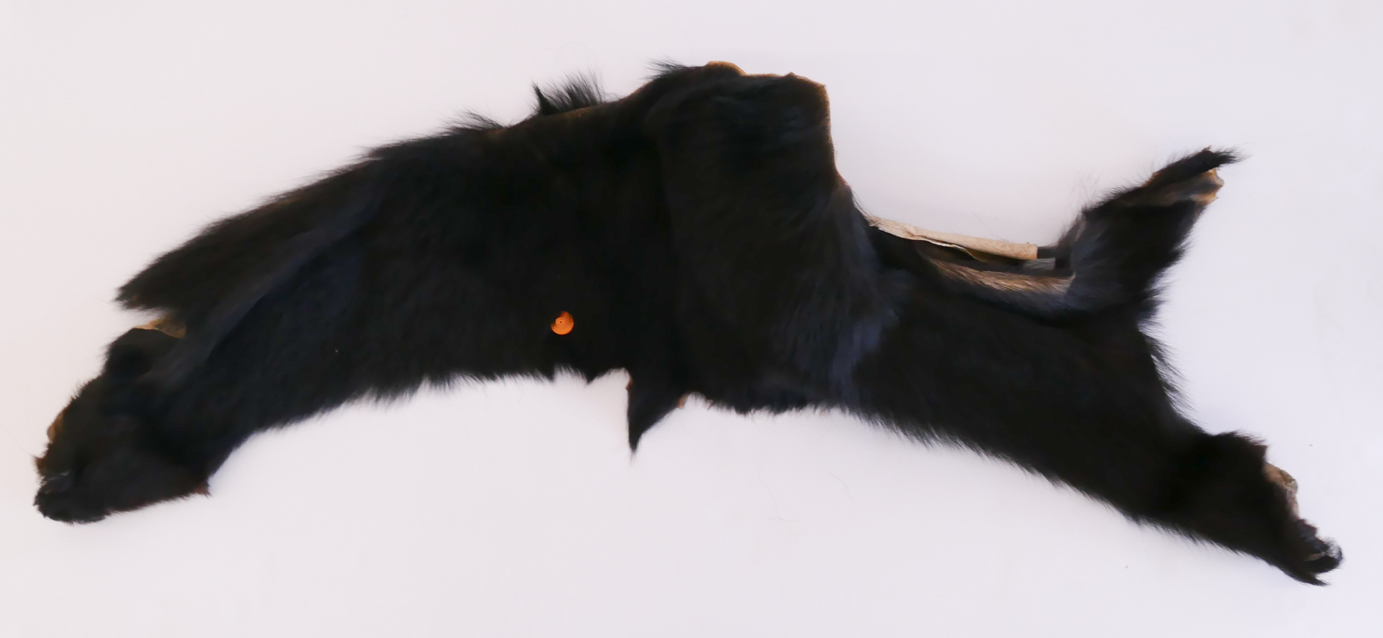 Appraisal: Vintage Black Bear Fur Pelt