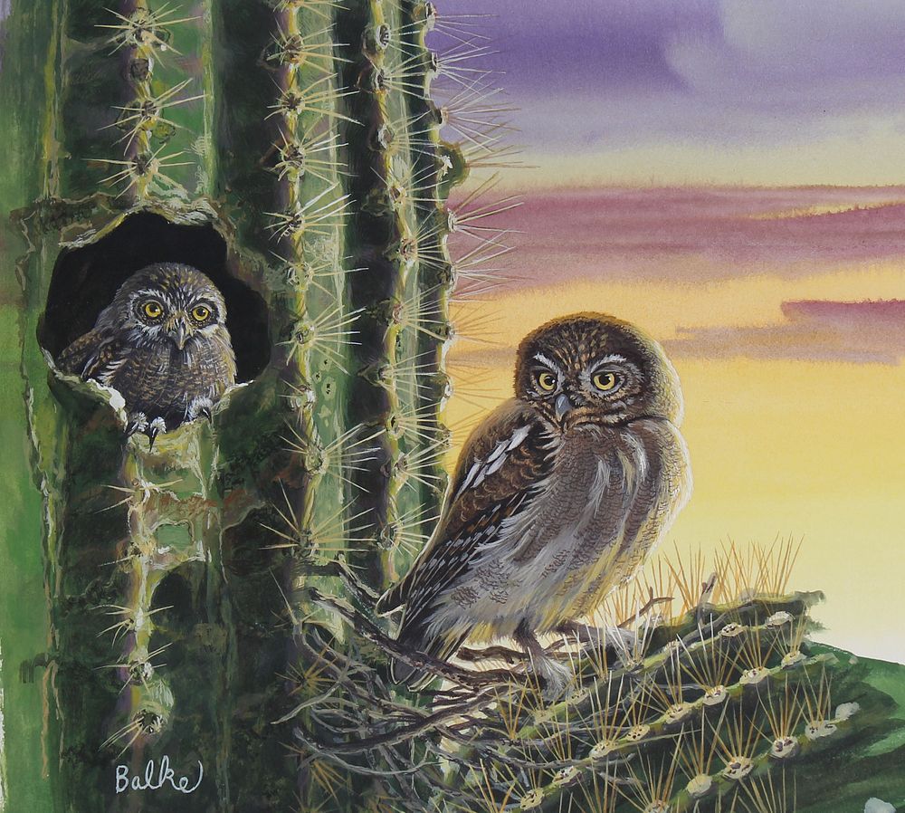 Appraisal: Don Balke B Elf Owl Perched in Saguaro Don Balke