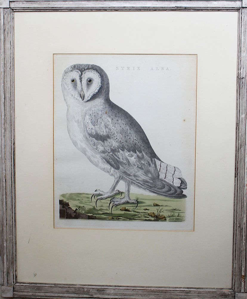 Appraisal: Ornithological Copper Print Ornithological Copper Print of an Owl printed