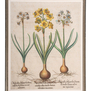 Appraisal: Three Hand-Colored Botanical Engravings Likely German one initialed RCS Sight