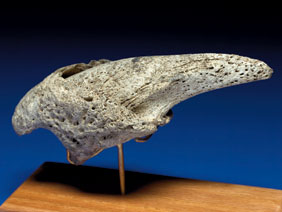 Appraisal: AN OUTSTANDING GIANT CLAW Lestodon armatus Pleistocene Colonia Uruguay This