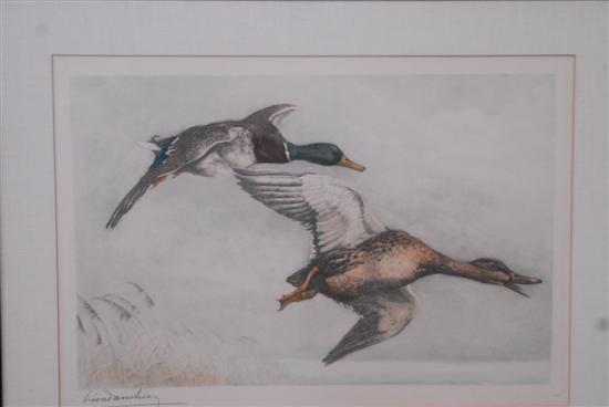 Appraisal: LITHOGRAPH OF MALLARDS IN FLIGHT Signed indistinctly lower left x