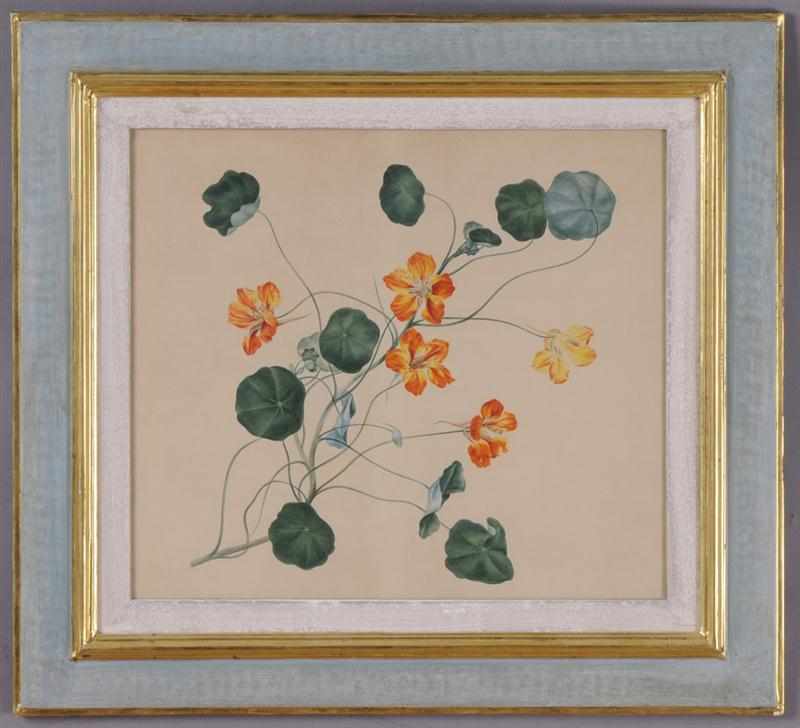 Appraisal: ATTRIBUTED TO FRANZ X GRUBER AUSTRIAN - NASTURTIUMS Watercolor and