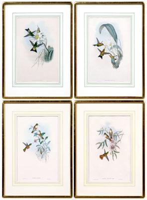 Appraisal: Four Gould amp Richter prints hummingbirds Amazilia Dumerill Erioencmis Derbianus