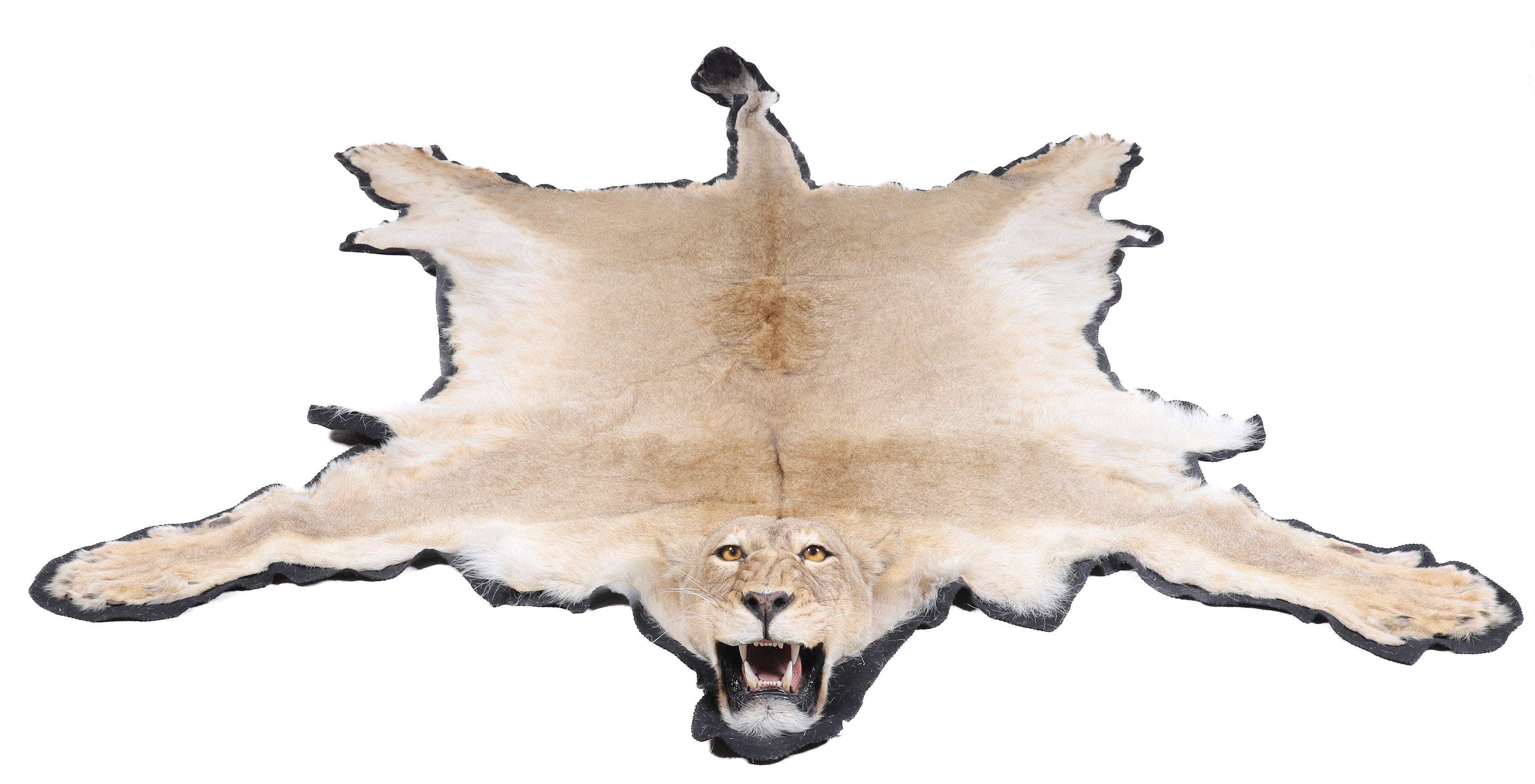 Appraisal: Full Body Female African Lion Taxidermy Rug with Head Mount