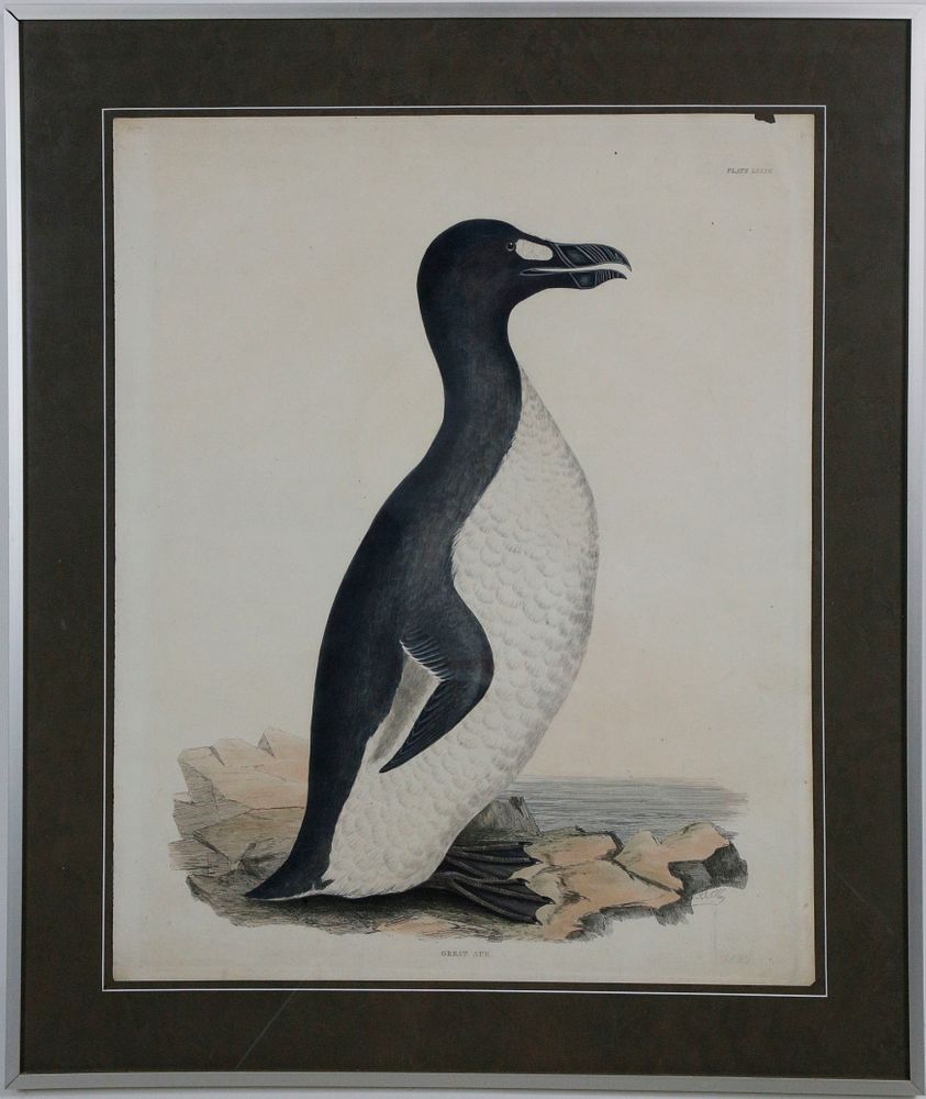 Appraisal: Prideaux John Selby th Century Color Engraving Great Auk Plate