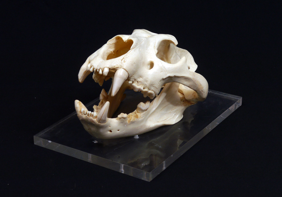 Appraisal: MOUNTED LION SKULL Large lion skull with open mouth affixed