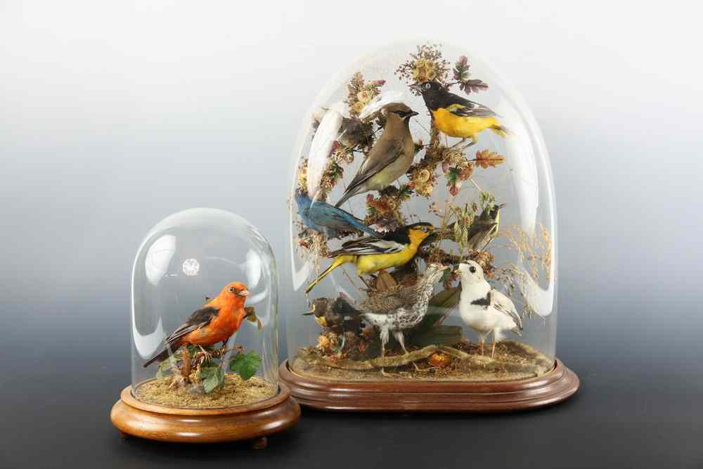 Appraisal: ORNITHOLOGICAL DISPLAYS - Victorian Displays of Birds in their habitats