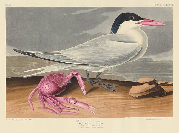 Appraisal: After John James Audubon American - Cayenne Tern Sterna Cayana