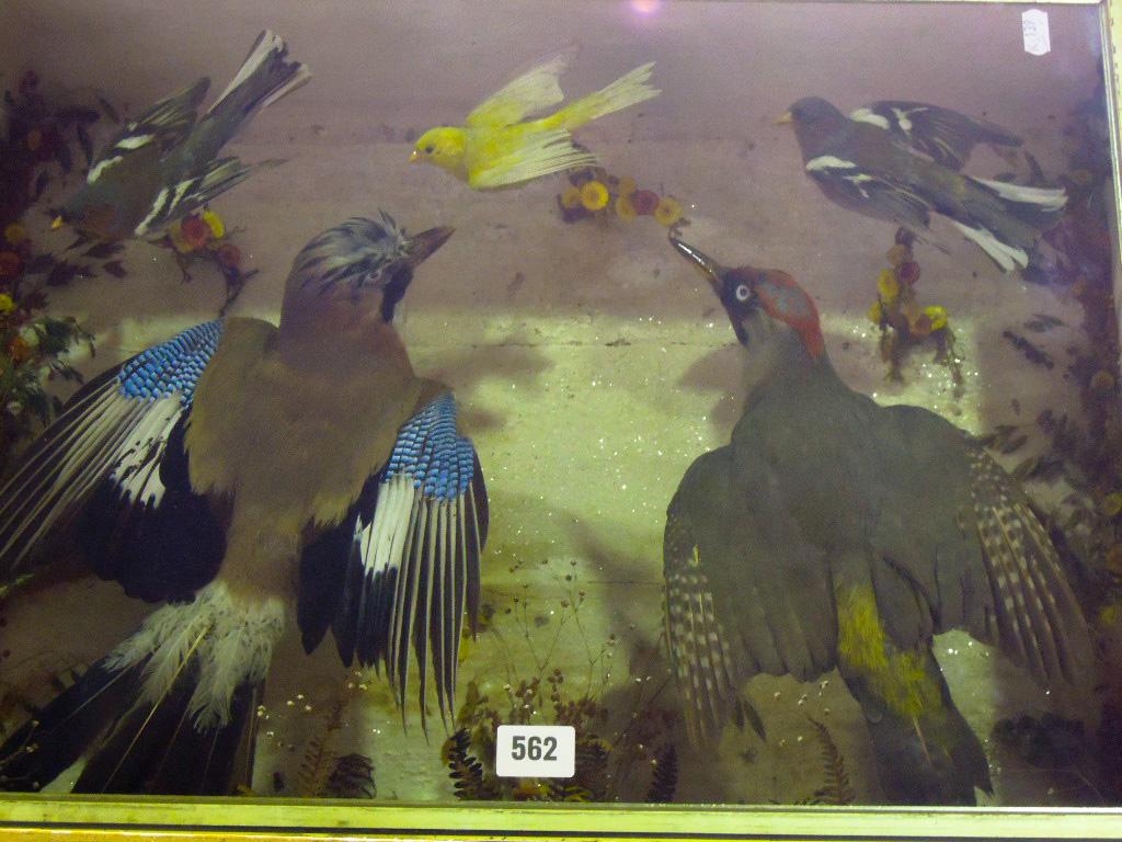 Appraisal: A cased display of taxidermy of a Jay and a