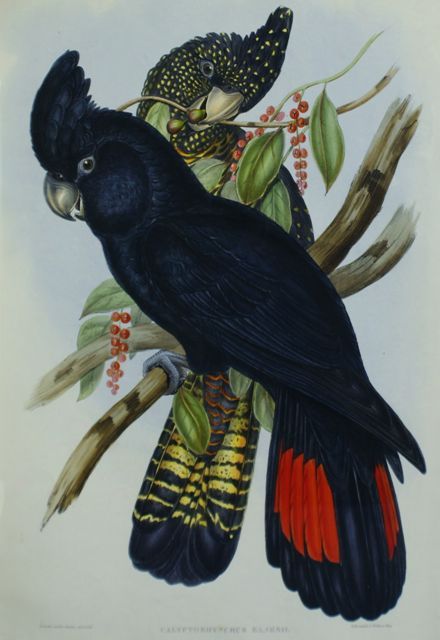 Appraisal: Banksian Cockatoo Calyptorhynchus Banksii