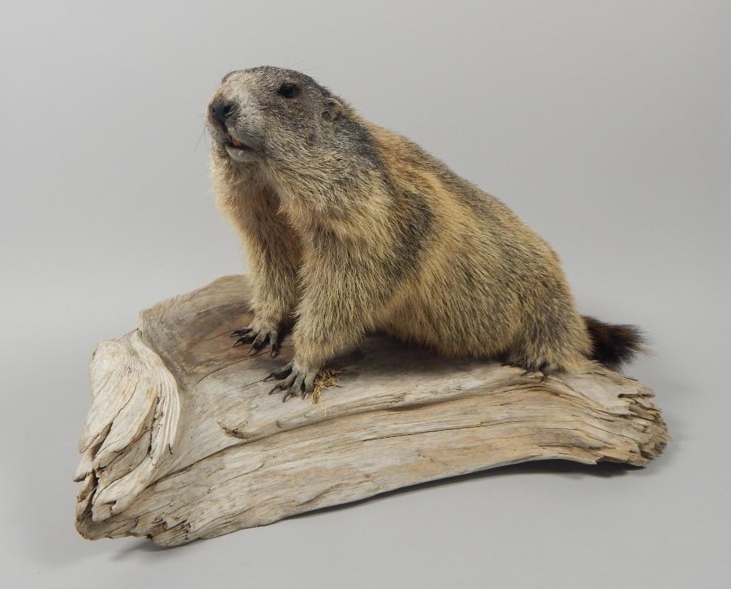 Appraisal: A taxidermied prairie dog naturalistically posed on a section of