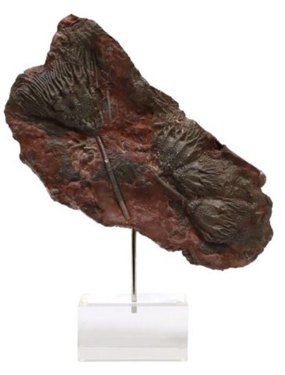 Appraisal: Crinoid fossil specimen Morocco mounted on clear acrylic base fossil