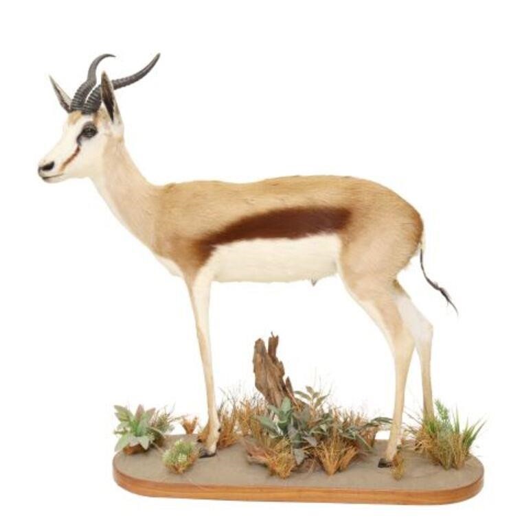 Appraisal: Taxidermy full body Springbok on naturalistic base approx h w