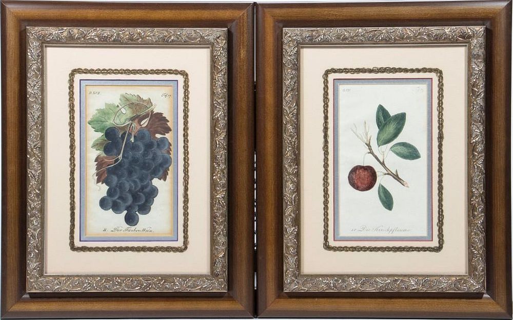 Appraisal: Framed Botanical Prints Greatest height in cm Condition Very good