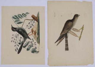 Appraisal: Mark Catesby British - Red-legged Thrush T second edition The