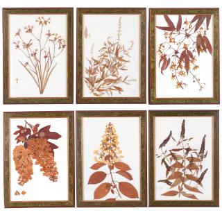 Appraisal: Set Italian Herbarium specimens Set Italian Herbarium specimens st c