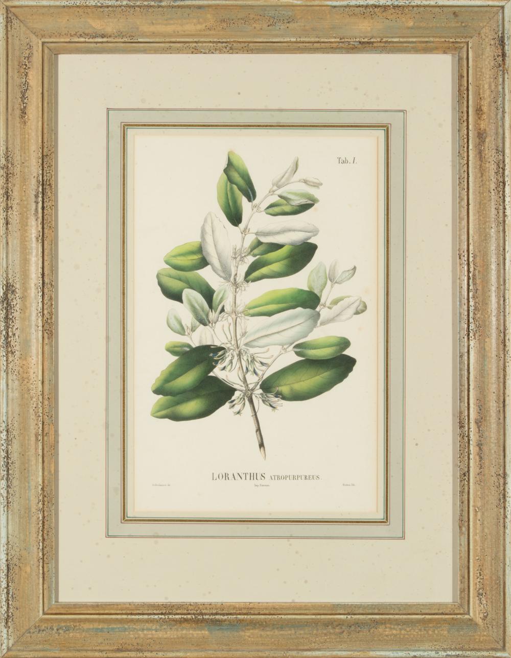 Appraisal: Antique Botanical Prints Loranthus Atropurpureus Lepeostegeres Gemmiflorus Loranthus Curvatus Maculatus