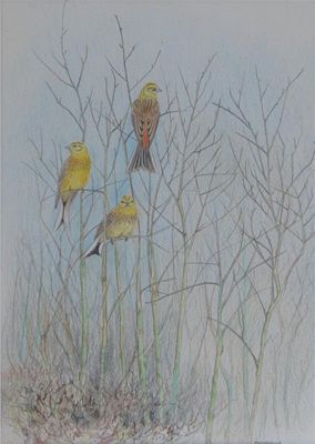 Appraisal: Martin W Woodcock th Century Yellowhammers Honeyguides Two both signed