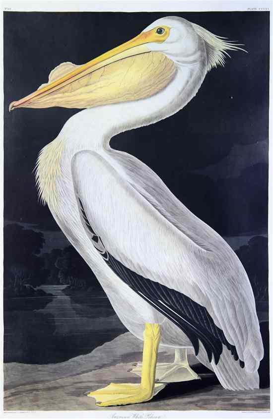 Appraisal: AUDUBON JOHN JAMES after American White Pelican Pelicanus Americanus Plate