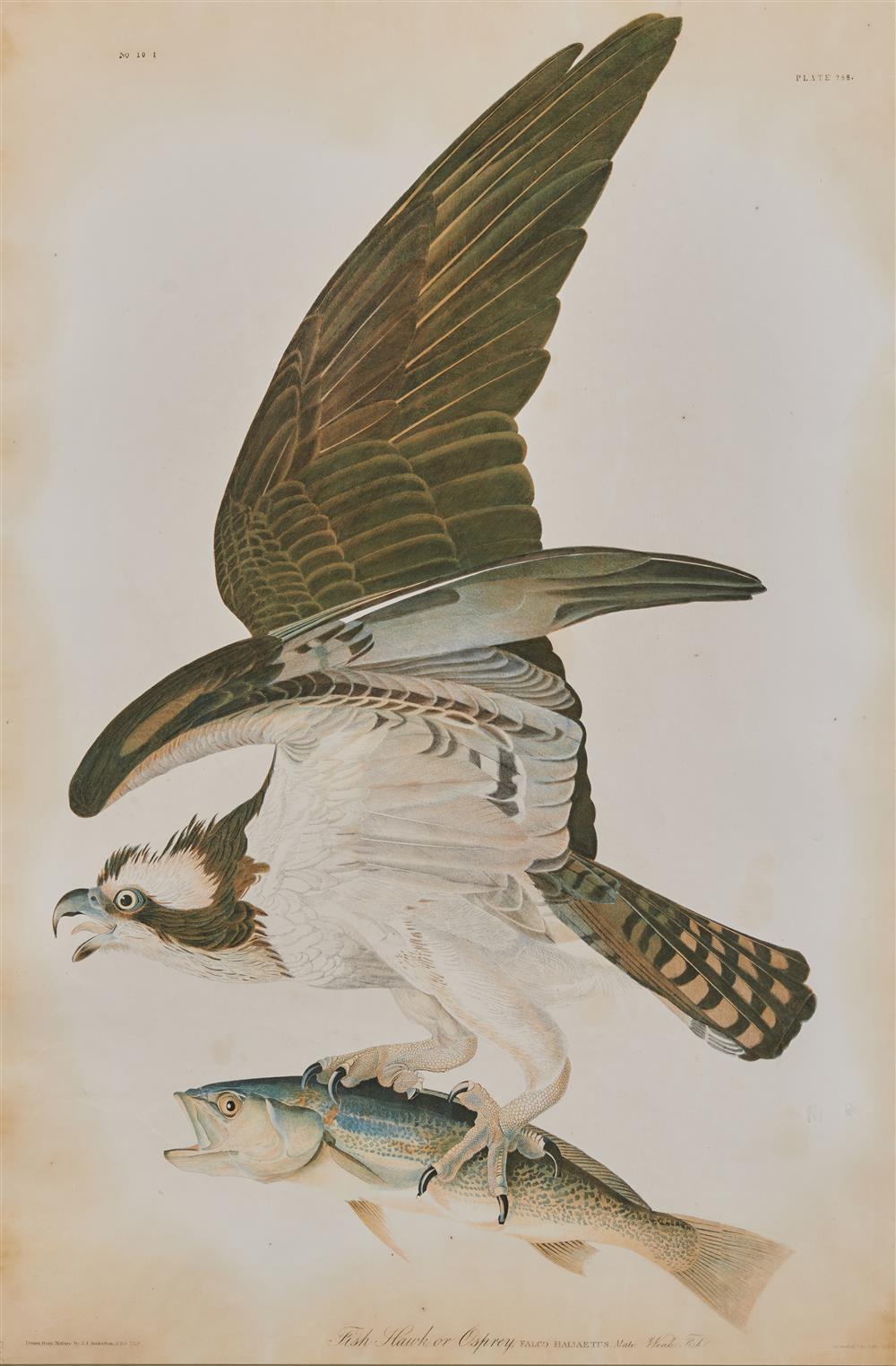 Appraisal: After JOHN JAMES AUDUBON American - The Fish Hawk or