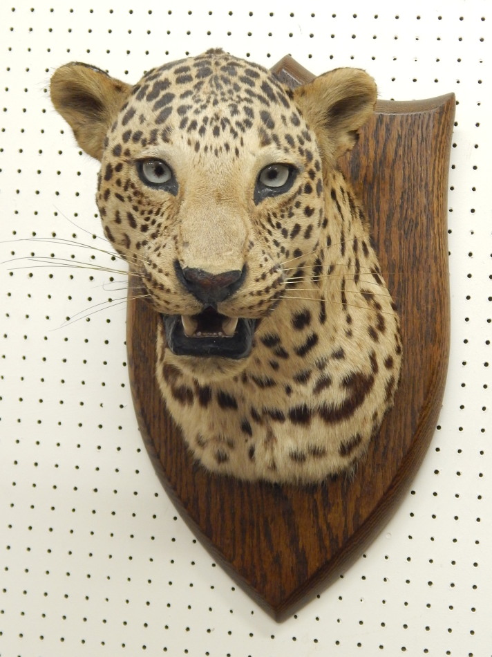 Appraisal: An early thC taxidermied head of a leopard on an