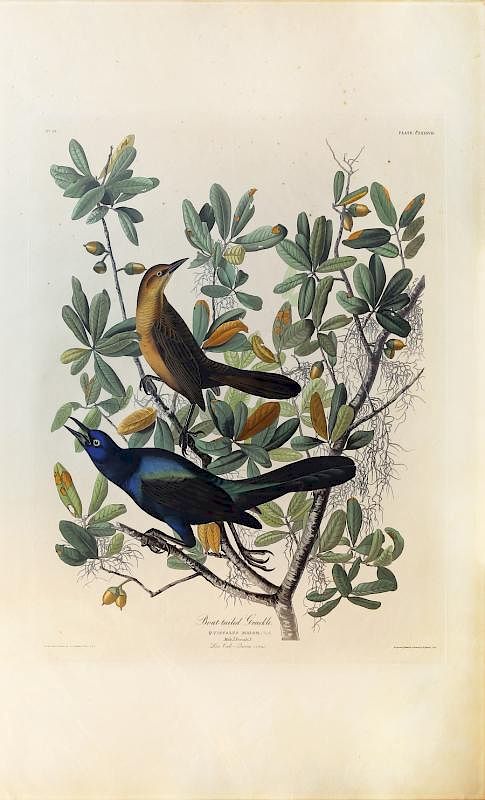 Appraisal: Audubon Aquatint Engraving Boat-Tailed Grackle Boat-Tailed Grackle Plate John James