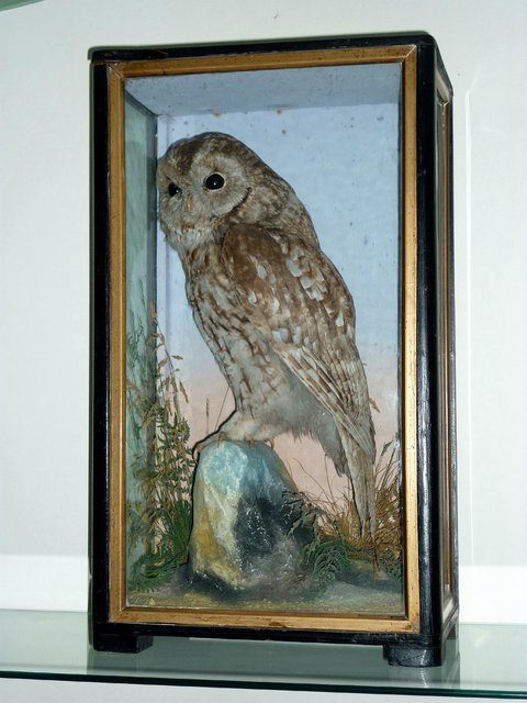 Appraisal: A taxidermy specimen of a tawny owl mounted on a