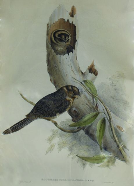 Appraisal: Owlet Nightjar Aegotheles Novae-Hollandiae Lithograph by Elizabeth Gould