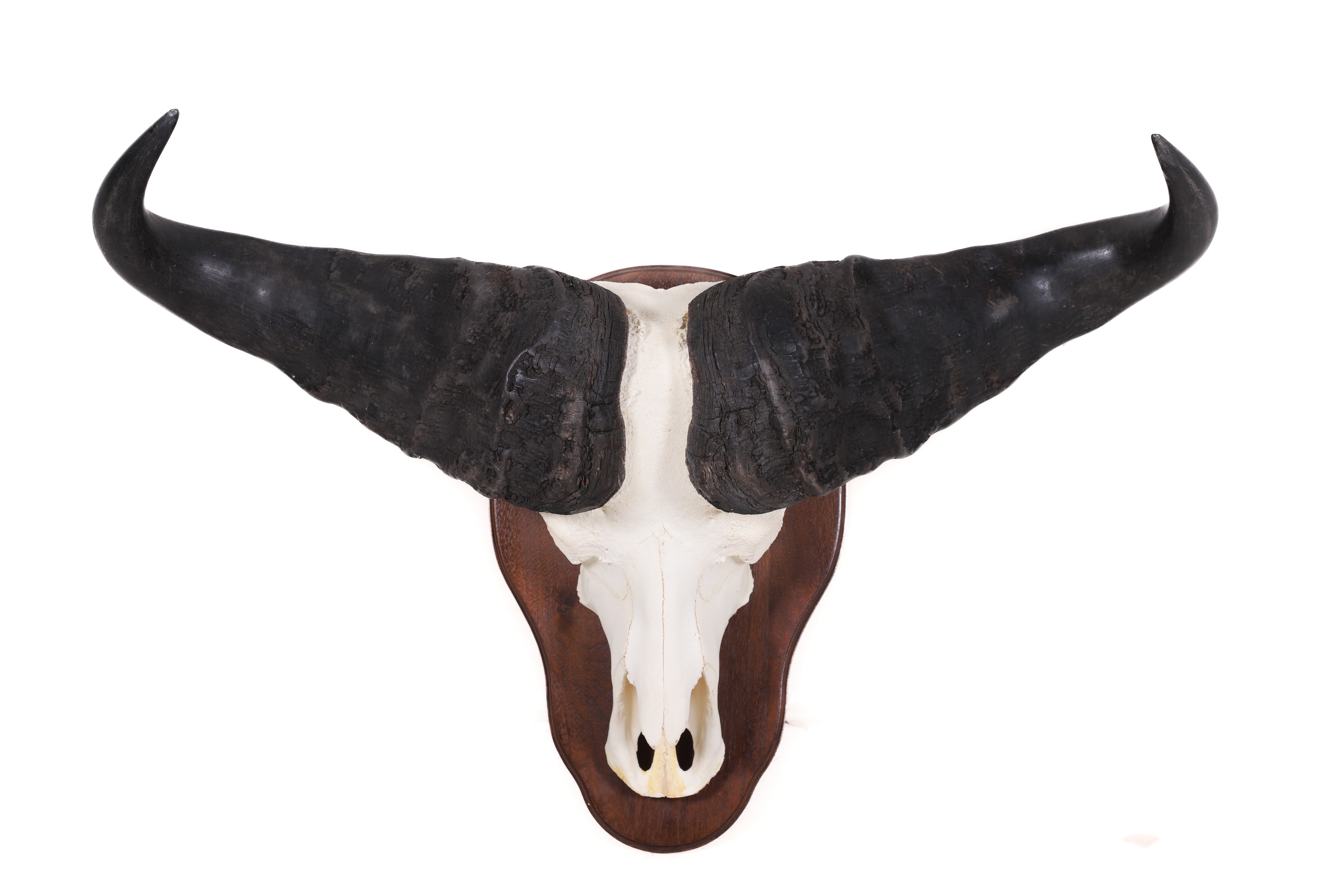 Appraisal: Water Buffalo Skull Mount Taxidermy mounted on wooden plaque h