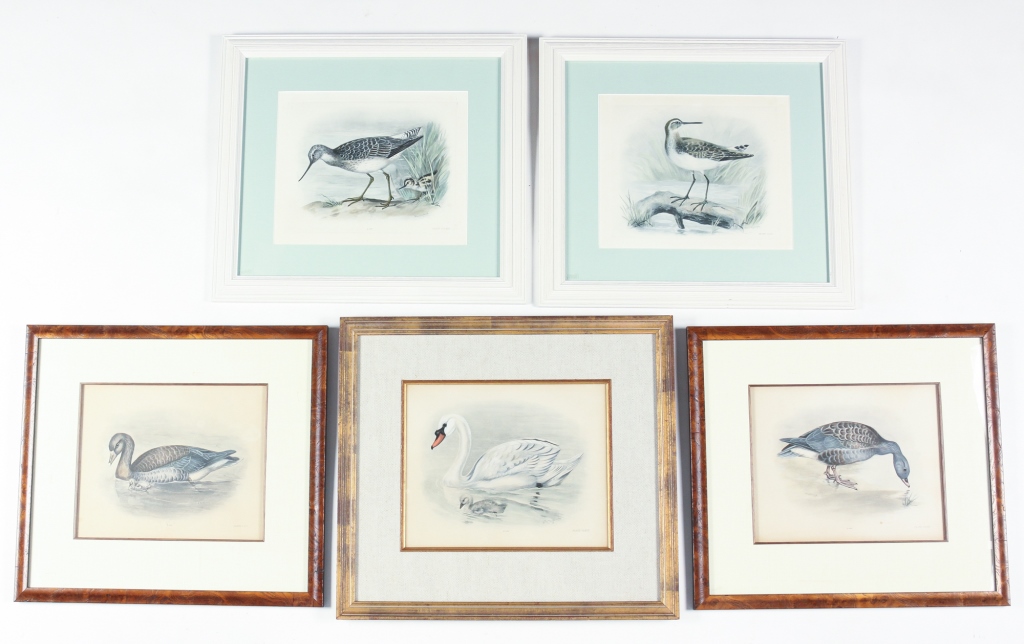 Appraisal: FIVE LILLIAM MEDLAND BIRD PHOTOGRAVURES England Australia - Colored photogravures