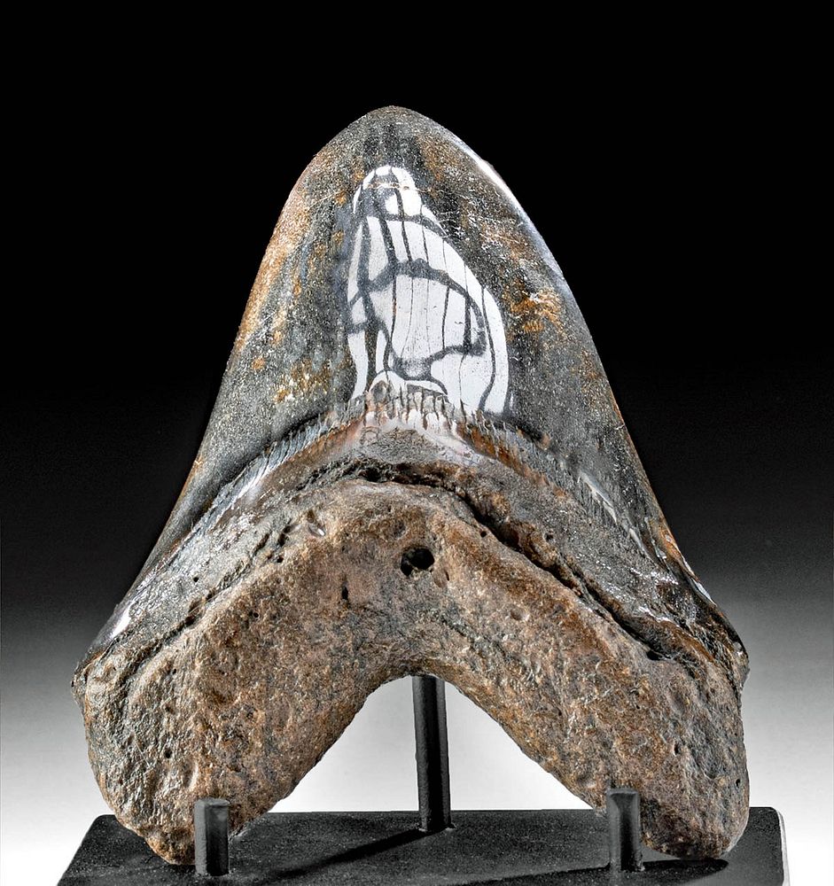 Appraisal: Fine Fossilized Megalodon Tooth Prehistoric Ancient Seas Miocene to Pliocene