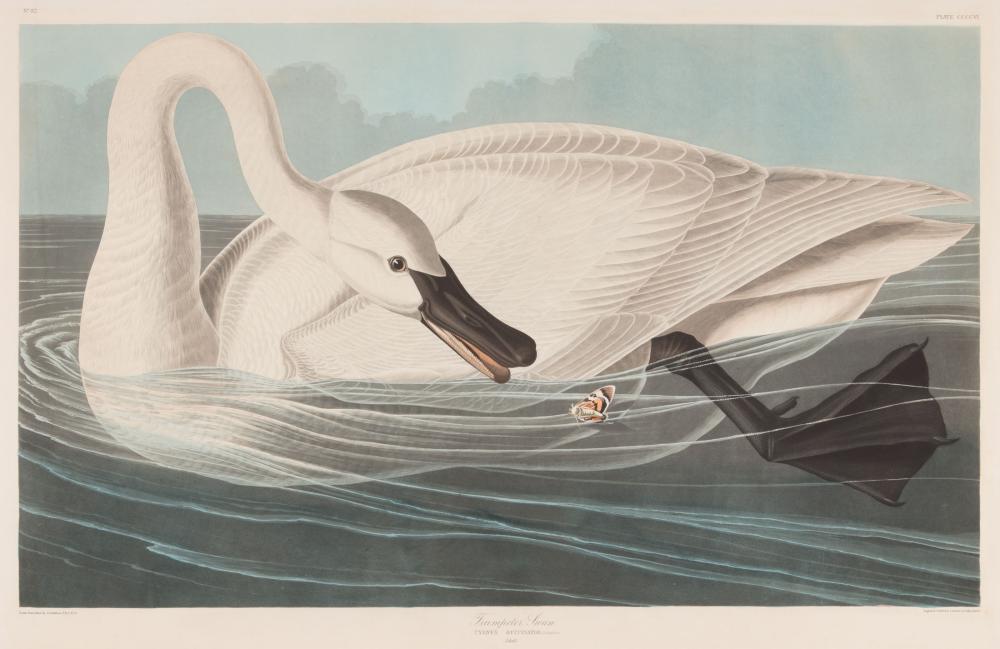 Appraisal: John James Audubon American - Trumpeter Swan Plate hand-colored aquatint