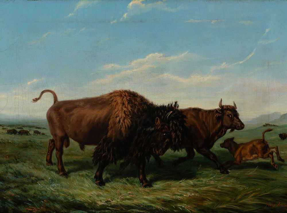 Appraisal: Rudolph Friedrich Kurz American Bison Rudolph Friedrich Kurz American Bison