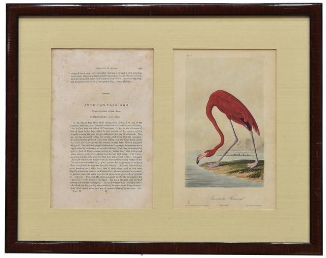 Appraisal: Framed hand-colored lithograph American Flamingo after John James Audubon American